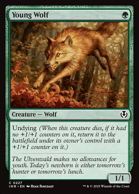 Young Wolf 227/287