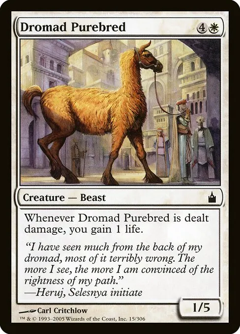 Dromad Purebred 015/306