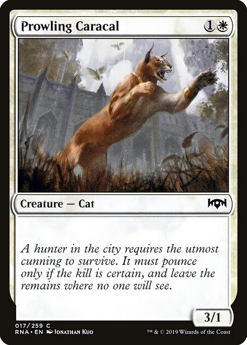 Prowling Caracal 017/259