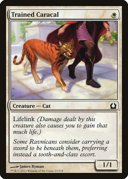Trained Caracal 027/274